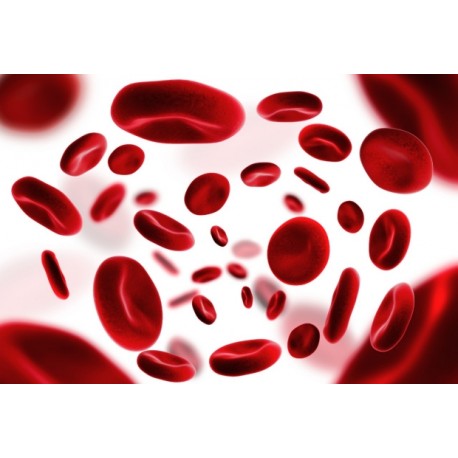 Benign Hematology Review Course